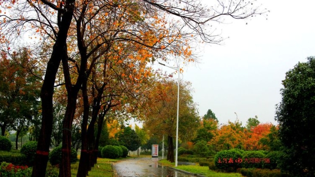 詩情畫意！秋冬之交一場雨 別樣周口落葉美