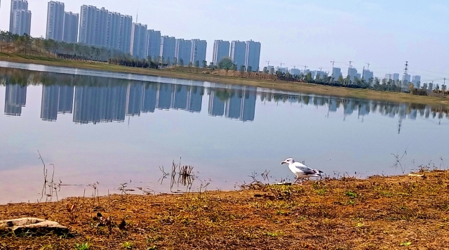 打造水生態(tài)城市，讓周口更宜居