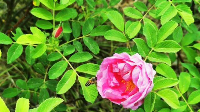 鐵路主題公園：玫瑰花開正當時