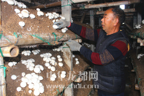 周口項城：食用菌種植基地內(nèi)，工人正在查看雙孢菇長勢